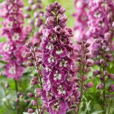 Дельфініум високий `Меджік Фонтейн Лілак Пінк Вайт Бі` | Delphinium Magic Fountains Lilac Pink with White Bee | Дельфиниум высокий `Меджик Фонтейн Лилак Пинк Вайт Би`