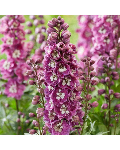Дельфініум високий `Меджік Фонтейн Лілак Пінк Вайт Бі` | Delphinium Magic Fountains Lilac Pink with White Bee | Дельфиниум высокий `Меджик Фонтейн Лилак Пинк Вайт Би`