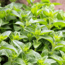 Душиця/Материнка/Орегано Хот енд Спайсі | Origanum vulgare ’Hot and Spicy’ | Душица/Материнка/Орегано Хот енд Спайси