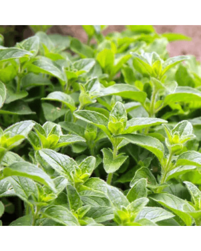 Душиця/Материнка/Орегано Хот енд Спайсі | Origanum vulgare ’Hot and Spicy’ | Душица/Материнка/Орегано Хот енд Спайси