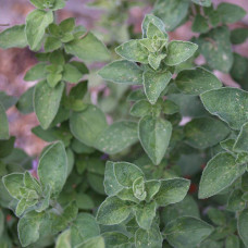 Душиця/Материнка/Орегано Хот енд Спайсі | Origanum vulgare ’Hot and Spicy’ | Душица/Материнка/Орегано Хот енд Спайси
