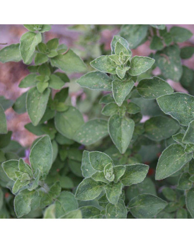 Душиця/Материнка/Орегано Хот енд Спайсі | Origanum vulgare ’Hot and Spicy’ | Душица/Материнка/Орегано Хот енд Спайси