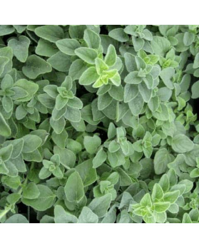 Душиця/Материнка/Орегано Хот енд Спайсі | Origanum vulgare ’Hot and Spicy’ | Душица/Материнка/Орегано Хот енд Спайси