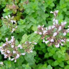 Душиця/Материнка/Орегано Хот енд Спайсі | Origanum vulgare ’Hot and Spicy’ | Душица/Материнка/Орегано Хот енд Спайси