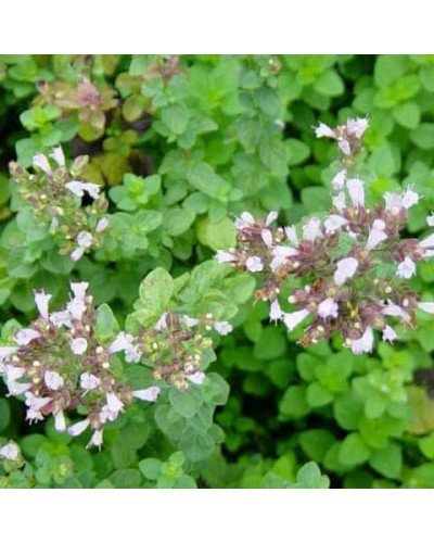 Душиця/Материнка/Орегано Хот енд Спайсі | Origanum vulgare ’Hot and Spicy’ | Душица/Материнка/Орегано Хот енд Спайси