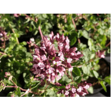 Душиця/Материнка/Орегано Хот енд Спайсі | Origanum vulgare ’Hot and Spicy’ | Душица/Материнка/Орегано Хот енд Спайси