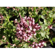 Душиця/Материнка/Орегано Хот енд Спайсі | Origanum vulgare ’Hot and Spicy’ | Душица/Материнка/Орегано Хот енд Спайси