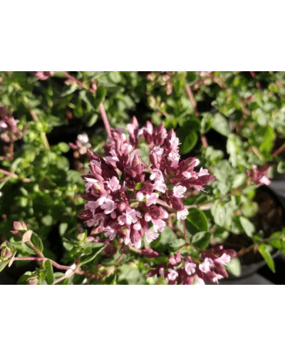 Душиця/Материнка/Орегано Хот енд Спайсі | Origanum vulgare ’Hot and Spicy’ | Душица/Материнка/Орегано Хот енд Спайси
