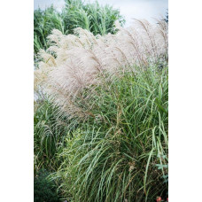 Міскантус китайський Гросс Фонтан | Miscanthus sinensis Grosse Fontane | Мискантус китайский Гросс Фонтан