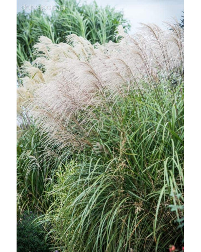 Міскантус китайський Гросс Фонтан | Miscanthus sinensis Grosse Fontane | Мискантус китайский Гросс Фонтан