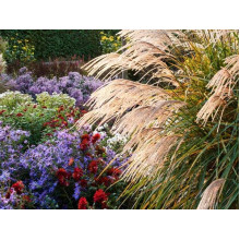 Міскантус китайський Гросс Фонтан | Miscanthus sinensis Grosse Fontane | Мискантус китайский Гросс Фонтан