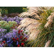 Міскантус китайський Гросс Фонтан | Miscanthus sinensis Grosse Fontane | Мискантус китайский Гросс Фонтан
