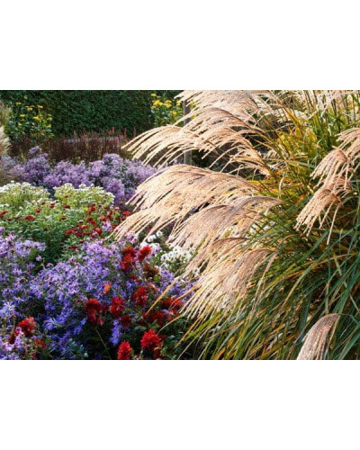 Міскантус китайський Гросс Фонтан | Miscanthus sinensis Grosse Fontane | Мискантус китайский Гросс Фонтан