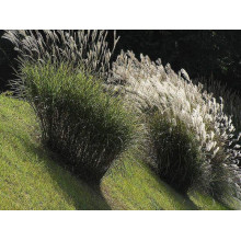 Міскантус китайський Гросс Фонтан | Miscanthus sinensis Grosse Fontane | Мискантус китайский Гросс Фонтан