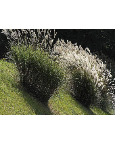 Міскантус китайський Гросс Фонтан | Miscanthus sinensis Grosse Fontane | Мискантус китайский Гросс Фонтан