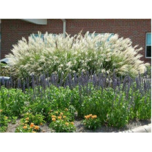 Міскантус китайський Гросс Фонтан | Miscanthus sinensis Grosse Fontane | Мискантус китайский Гросс Фонтан