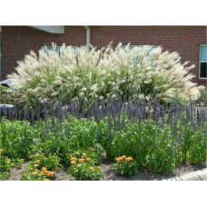 Міскантус китайський Гросс Фонтан | Miscanthus sinensis Grosse Fontane | Мискантус китайский Гросс Фонтан