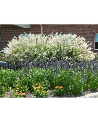 Міскантус китайський Гросс Фонтан | Miscanthus sinensis Grosse Fontane | Мискантус китайский Гросс Фонтан