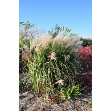 Міскантус китайський Гросс Фонтан | Miscanthus sinensis Grosse Fontane | Мискантус китайский Гросс Фонтан