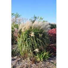 Міскантус китайський Гросс Фонтан | Miscanthus sinensis Grosse Fontane | Мискантус китайский Гросс Фонтан