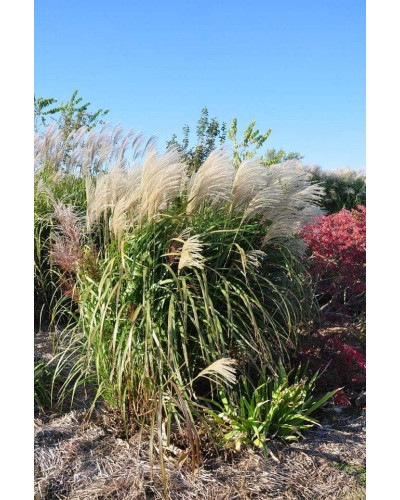 Міскантус китайський Гросс Фонтан | Miscanthus sinensis Grosse Fontane | Мискантус китайский Гросс Фонтан