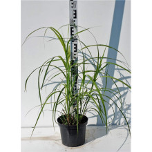 Міскантус китайський Гросс Фонтан | Miscanthus sinensis Grosse Fontane | Мискантус китайский Гросс Фонтан