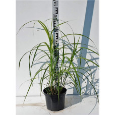 Міскантус китайський Гросс Фонтан | Miscanthus sinensis Grosse Fontane | Мискантус китайский Гросс Фонтан