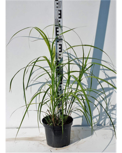 Міскантус китайський Гросс Фонтан | Miscanthus sinensis Grosse Fontane | Мискантус китайский Гросс Фонтан