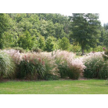 Міскантус китайський Гросс Фонтан | Miscanthus sinensis Grosse Fontane | Мискантус китайский Гросс Фонтан