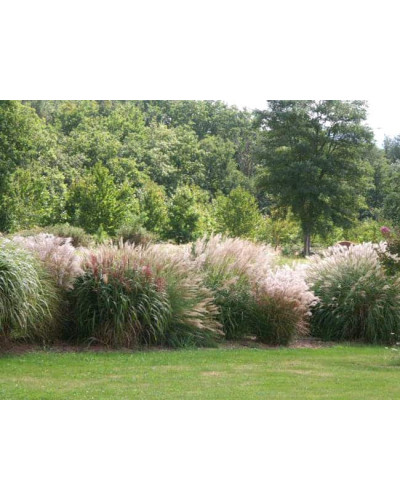 Міскантус китайський Гросс Фонтан | Miscanthus sinensis Grosse Fontane | Мискантус китайский Гросс Фонтан