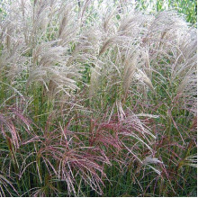 Міскантус китайський Гросс Фонтан | Miscanthus sinensis Grosse Fontane | Мискантус китайский Гросс Фонтан