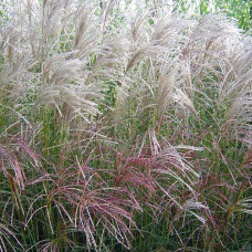 Міскантус китайський Гросс Фонтан | Miscanthus sinensis Grosse Fontane | Мискантус китайский Гросс Фонтан