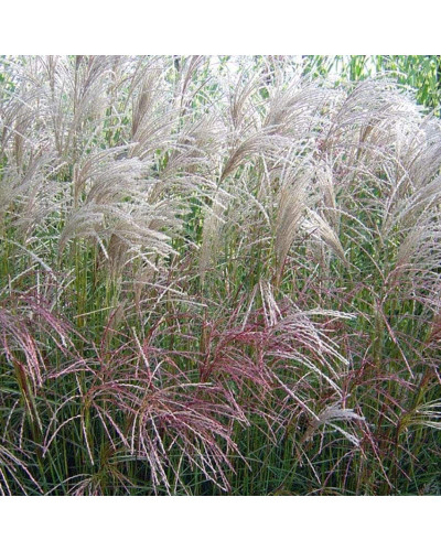Міскантус китайський Гросс Фонтан | Miscanthus sinensis Grosse Fontane | Мискантус китайский Гросс Фонтан