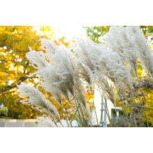 Міскантус китайський Гросс Фонтан | Miscanthus sinensis Grosse Fontane | Мискантус китайский Гросс Фонтан