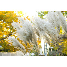Міскантус китайський Гросс Фонтан | Miscanthus sinensis Grosse Fontane | Мискантус китайский Гросс Фонтан