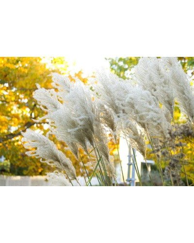 Міскантус китайський Гросс Фонтан | Miscanthus sinensis Grosse Fontane | Мискантус китайский Гросс Фонтан