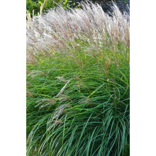 Міскантус китайський Клейн Сільберспайн | Miscanthus sinensis Kleine Silberspinne | Мискантус китайский Клейн Сильберспайн