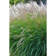 Міскантус китайський Клейн Сільберспайн | Miscanthus sinensis Kleine Silberspinne | Мискантус китайский Клейн Сильберспайн