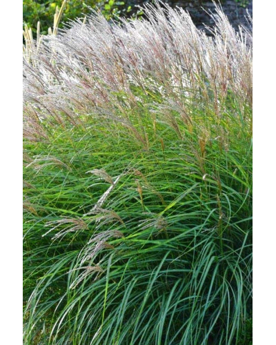 Міскантус китайський Клейн Сільберспайн | Miscanthus sinensis Kleine Silberspinne | Мискантус китайский Клейн Сильберспайн