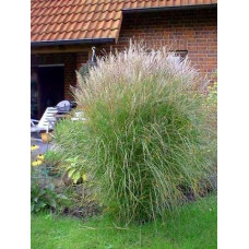 Міскантус китайський Клейн Сільберспайн | Miscanthus sinensis Kleine Silberspinne | Мискантус китайский Клейн Сильберспайн