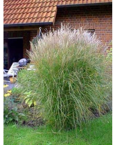 Міскантус китайський Клейн Сільберспайн | Miscanthus sinensis Kleine Silberspinne | Мискантус китайский Клейн Сильберспайн