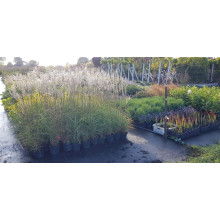 Міскантус китайський Клейн Сільберспайн | Miscanthus sinensis Kleine Silberspinne | Мискантус китайский Клейн Сильберспайн