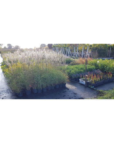 Міскантус китайський Клейн Сільберспайн | Miscanthus sinensis Kleine Silberspinne | Мискантус китайский Клейн Сильберспайн