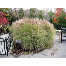 Міскантус китайський Клейн Сільберспайн | Miscanthus sinensis Kleine Silberspinne | Мискантус китайский Клейн Сильберспайн