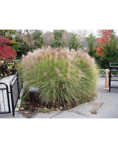 Міскантус китайський Клейн Сільберспайн | Miscanthus sinensis Kleine Silberspinne | Мискантус китайский Клейн Сильберспайн