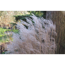 Міскантус китайський Клейн Сільберспайн | Miscanthus sinensis Kleine Silberspinne | Мискантус китайский Клейн Сильберспайн
