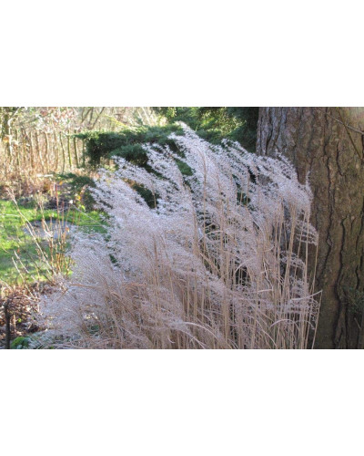 Міскантус китайський Клейн Сільберспайн | Miscanthus sinensis Kleine Silberspinne | Мискантус китайский Клейн Сильберспайн