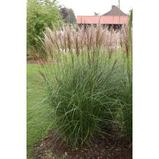 Міскантус китайський Клейн Сільберспайн | Miscanthus sinensis Kleine Silberspinne | Мискантус китайский Клейн Сильберспайн