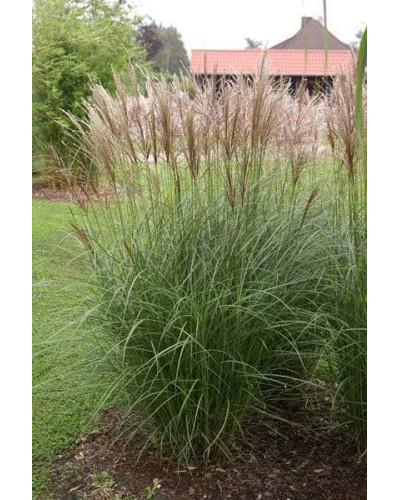 Міскантус китайський Клейн Сільберспайн | Miscanthus sinensis Kleine Silberspinne | Мискантус китайский Клейн Сильберспайн