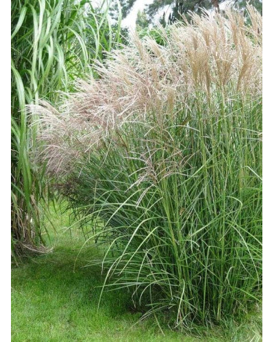 Міскантус китайський Клейн Сільберспайн | Miscanthus sinensis Kleine Silberspinne | Мискантус китайский Клейн Сильберспайн